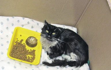 Кошка проехала под капотом 300 км 