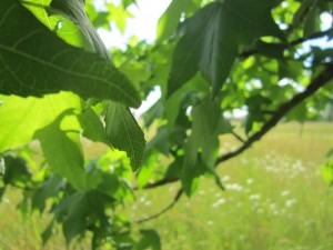 В Киеве появятся 