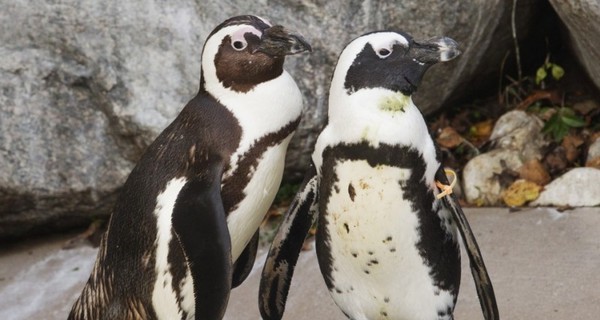 В одесском зоопарке поселятся пингвины, летучие собаки и гималайский медведь
