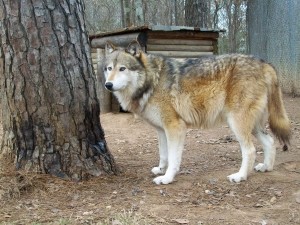 Стая волков атаковала село в одесской степи