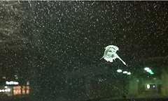 Американец нашел лик Иисуса в птичьем помете