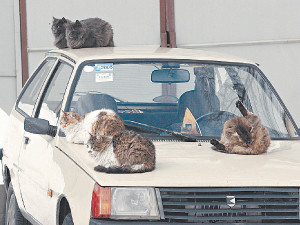 Весна в столицу придет 8 марта