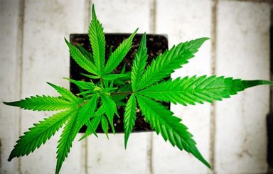 В Мелитополе двух учеников гимназии осудили за сбыт марихуаны