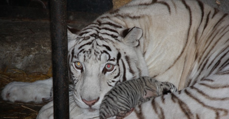 На день рождения дочке Тигрюли выдадут праздничный кусок мяса 