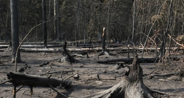 Украинка и белорус гектарами вырубали лес под Москвой