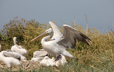 В Приазовье вернулись кудрявые пеликаны