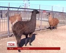 В Крыму родилась лама уникального цвета