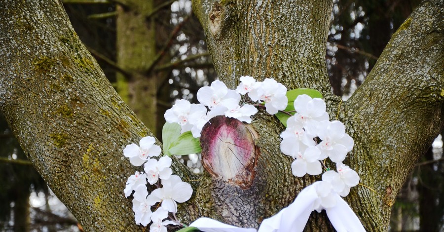 На Львовщине на дереве объявился лик Богородицы
