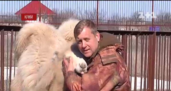 Самой известной украинской верблюдице-блондинке исполнился год