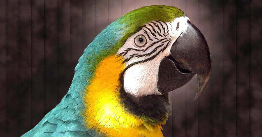 Сбежавшего в Одессе попугая Фраера помогали ловить даже депутаты 