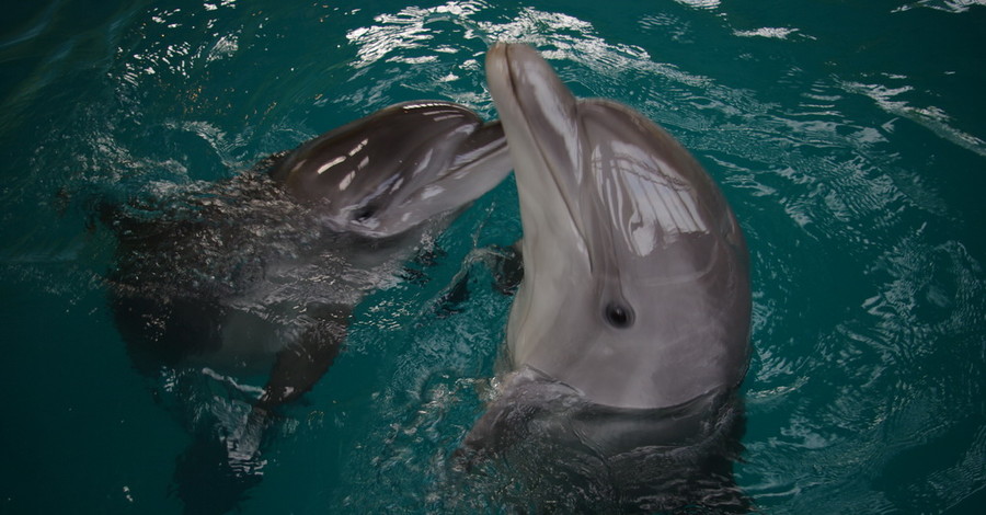 Из севастопольского океанариума сбежали боевые дельфины?