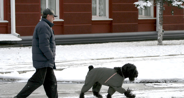 Догхантеры придумали новый способ убивать собак 