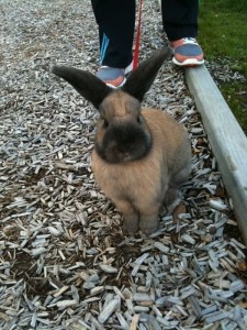 В Харьковском зоопарке 