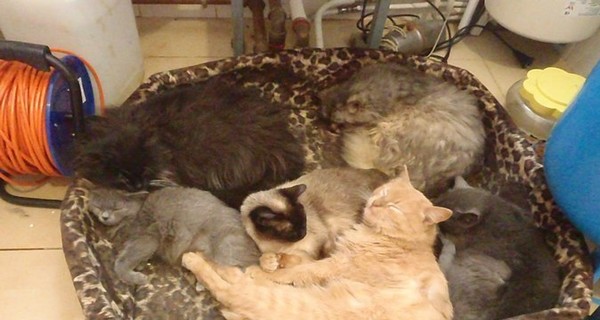 Живодеры выбросили в лесу два мешка с котами