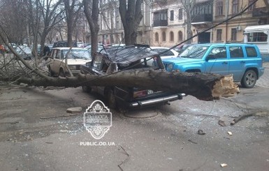 Шторм в Одессе: упавшее дерево раздавило автомобиль