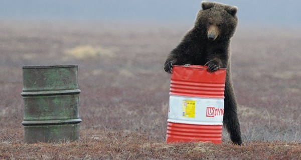 В России  медведи-наркоманы нюхают керосин