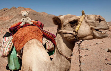 Социальные сети помогли забытому в поезде плюшевому мишке найти хозяев