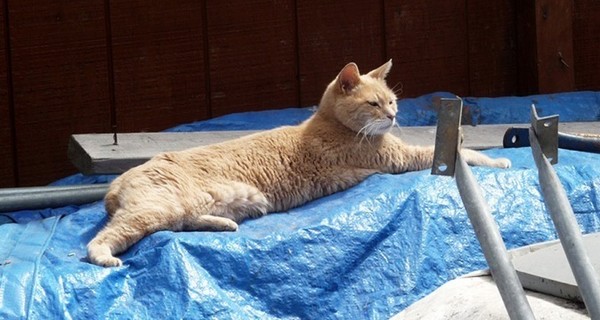 Жители города в США в 15-й раз избрали кота мэром