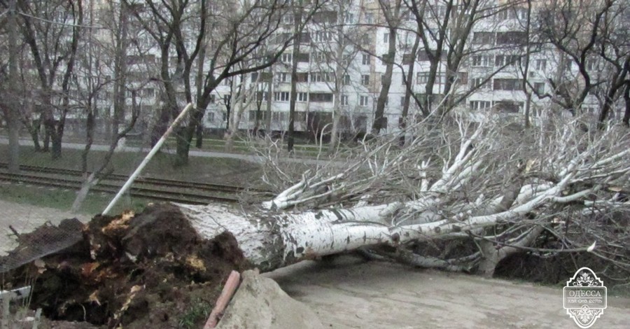 Разгул стихии в Одессе: ветер валит деревья на транспорт, а волны затапливают поселки
