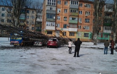 В Днепропетровской области дерево раздавило сразу три автомобиля 