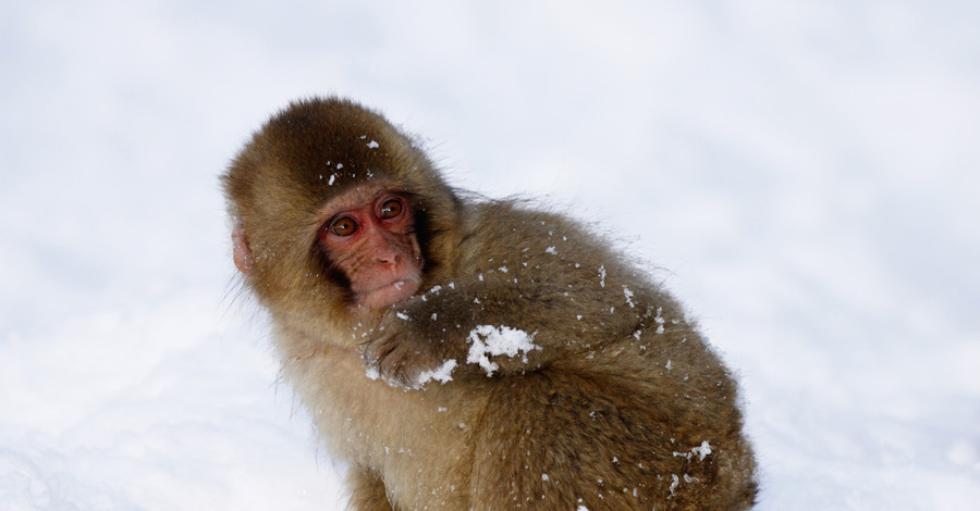 Снежные обезьяны чуть не умерли от холода