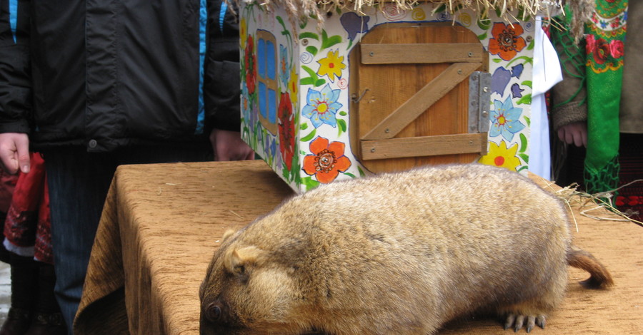 Львовские сурки не соврали и дали правильный прогноз погоды