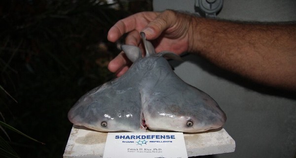 У берегов Флориды выловили акулу с двумя головами