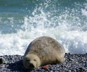 В Киев плывут тюлени