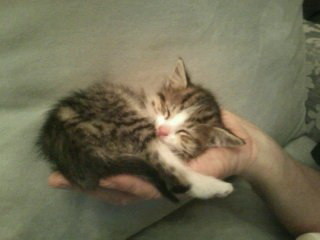 Стену многоэтажки разломали ради котенка 