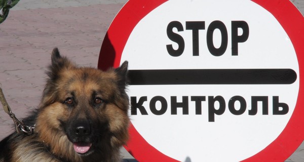 Живая контрабанда: змея у сердца и крокодил под простыней 