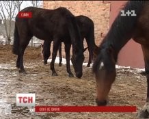 В Сумах по неизвестной причине гибнут лошади