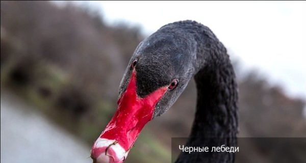 В Крыму поселились черные лебеди