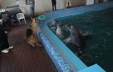 Дельфин и овчарка? Конечно же, пара!