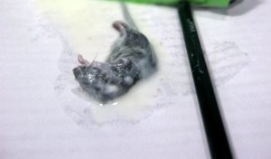 Жительница Луганщины нашла в пакете кефира дохлого мышонка
