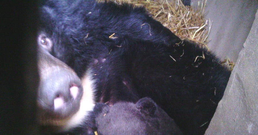 Во время зимней спячки в киевском зоопарке родился медвежонок