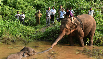 Люди пытаются спасти раненого слоненка