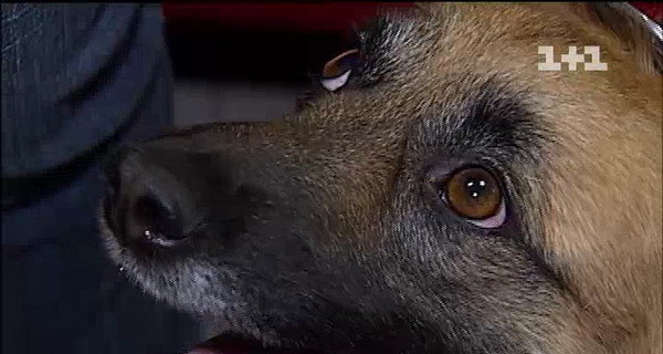 Киевские салоны красоты превращают дворняг в йоркширских терьеров