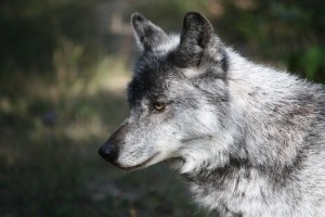 В Киевском зоопарке волк напал на человека