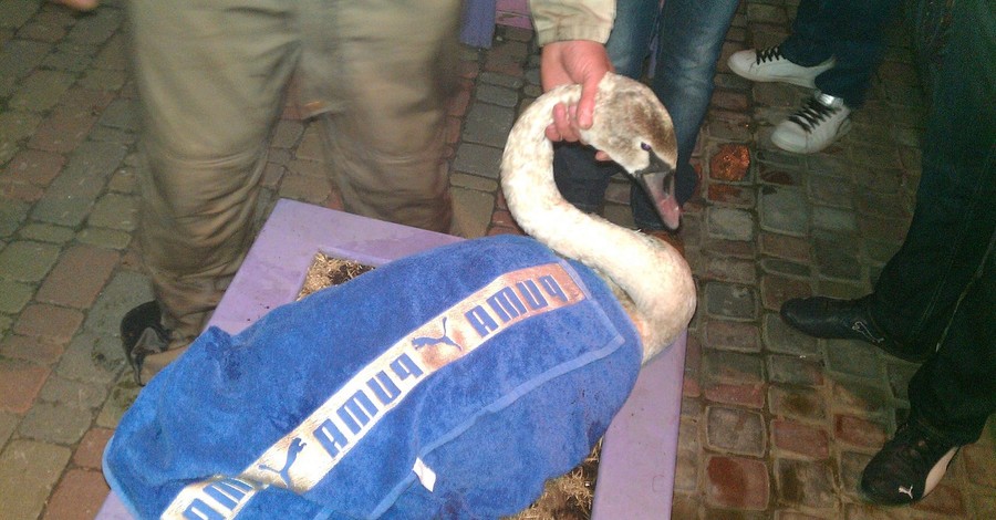 Лебедь, спасенный киевлянами, поселился в ресторане