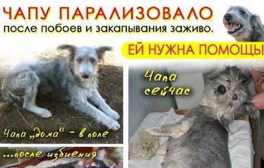 В Луганской области догхантеры живьем закопали парализованную собаку