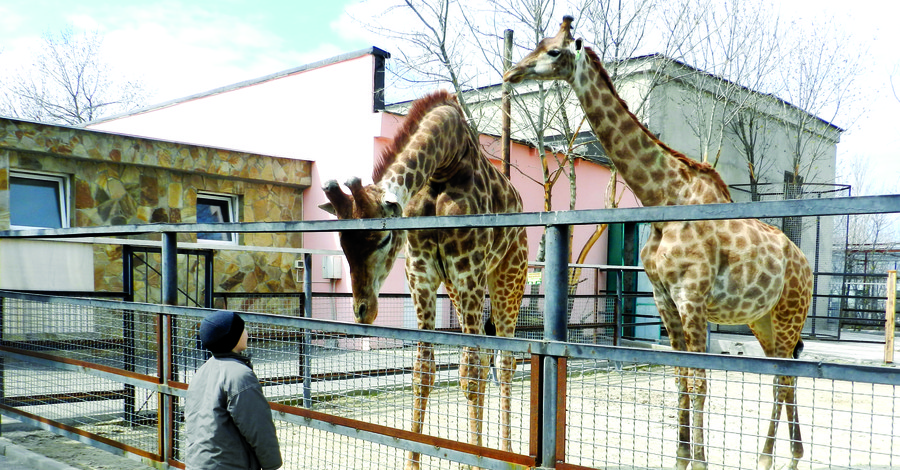 За год в сафари-парке 