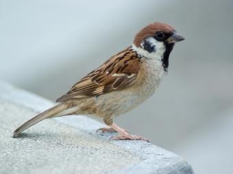 В одесском гипермаркете воробьев истребляют на глазах у покупателей