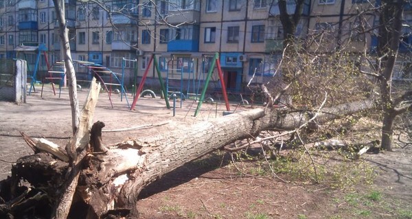 В Кривом Роге дерево рухнуло на детскую площадку