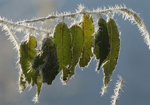 В начале недели в Украине ожидаются заморозки до -5