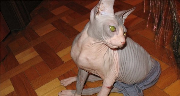 Парализованную кошку-сфинкса спасли вязаные штанишки 