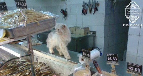 В одесском супермаркете уличный кот 