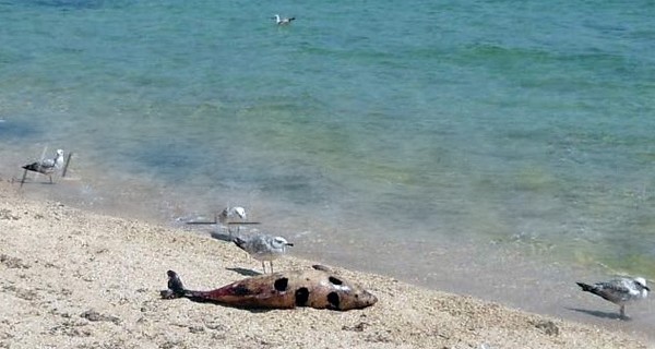 В Крыму на берег выбрасывает мертвых дельфинов
