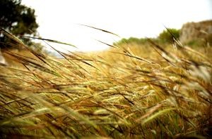 Ветер обесточил более ста населенных пунктов Украины