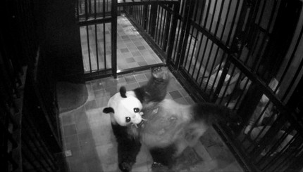 Гигантская панда Шиншин держит своего  новорождённого детеныша во рту 