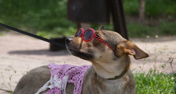 В Запорожье титул самой красивой собаки получила дворняжка Сарделька